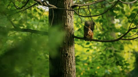 Squirrel in a tree eating