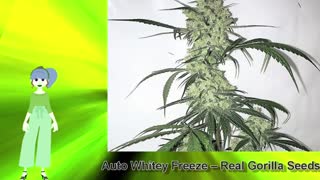 Auto Whitey Freeze – Real Gorilla Seeds