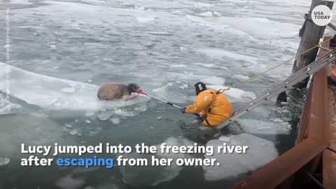 Labradoodle rescued from ice chunk