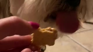 Dog eating peanut-butter