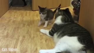 A Little Kitten Trying To Play With Her Father.