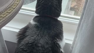 Tuxedo cat teases tuxedo cat stuck inside the house