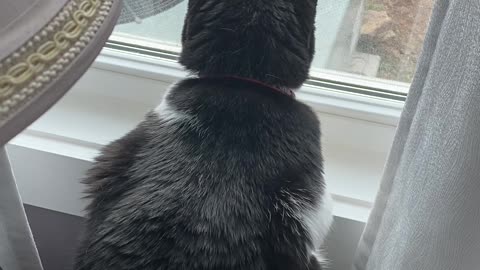 Tuxedo cat teases tuxedo cat stuck inside the house
