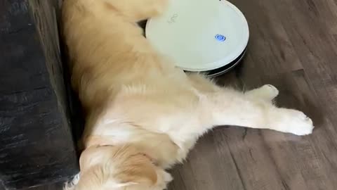 Robot Vacuum Can't Interrupt Much Need Nap