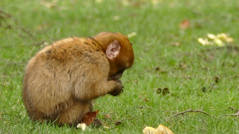 Little Monkey Eating Bread in the nature