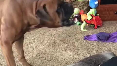 Brown boxer barking and jumping on grey pillow when owner asks if it wants to eat some food