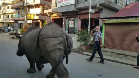 Wild rhino at city