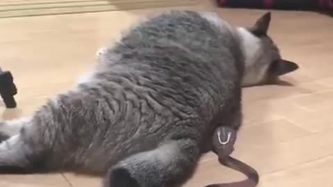 Surprised cat funny video