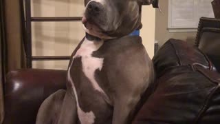 Exhausted pit bull tries so hard to fight off sleep