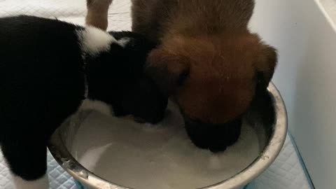 Puppies drinking their milk ASMR