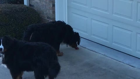 Young Berner Discovers a Pinecone