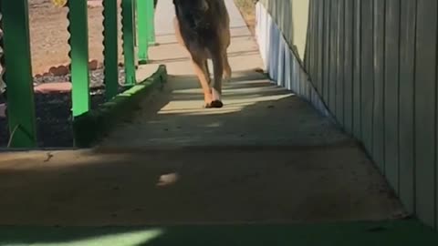 Brown dog runs down green ramp and black dog runs into him