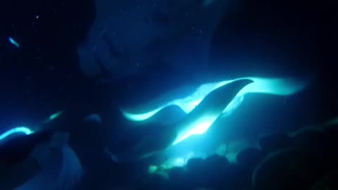 Graceful Manta Rays dance underwater in Hawaii