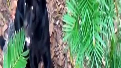 Black leopard hunting, black leopard pet | black leopard #shorts