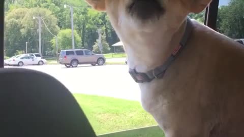 Brown dog with head out of car window howls and barks at sirens