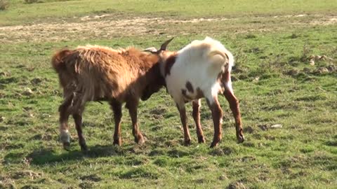 Funny Goats like Humans