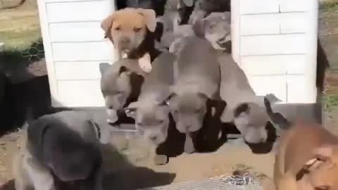 high quantity pitbull puppies