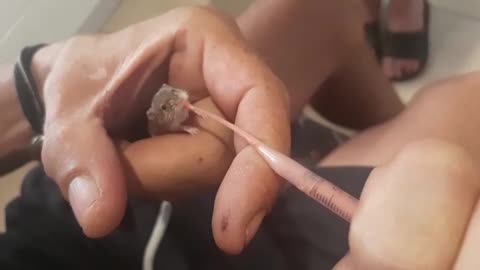 rescued African pygmy mouse Baby"s one of the smallest rodents in the world!!!!!!!!!!
