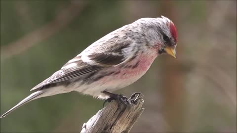 Beautifull birds video compilation (2022). Birds lover.