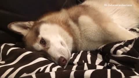 White siberian husky throws temper tantrum on zebra blanket