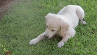 A puppy looking for a home 4