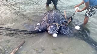 Sea Turtle is Rescued From Fishing Net