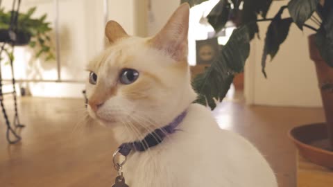 A white cat sits in front of a white wall