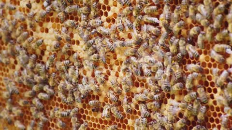 A Friendly Bee Family Makes Combs Of Wax Chaotically Creep Along The Wooden Frames Inside The Hive