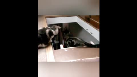 ( FUNNY ) CAT HELPS OTHER CAT GET DOWN