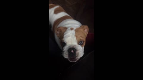 English Bulldog Puppy Gets Caught Chewing