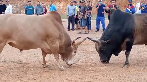 Bull fighting