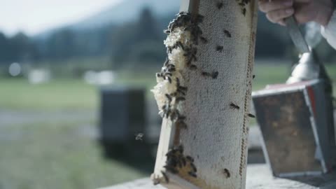 Close up video of beekeeper holding honeycomb with bees. He is turning the honeycomb