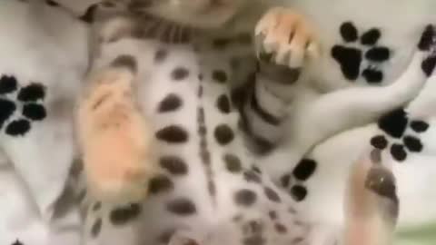 Funny and Cute Cats Videos #159 │ Gadis Sekarwangi