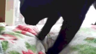 Cat kneading blanket