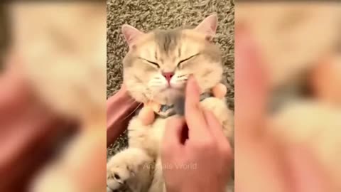 😱😱 so sweet cute cat 🐈