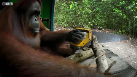 Funny Orangutan Learns to Saw Wood! | Spy In The Wild | BBC Earth