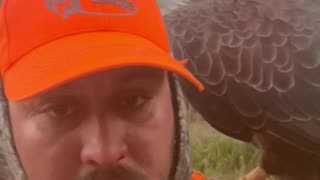 Bald Eagle Lands on Man's Shoulder