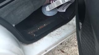 Roaches Scatter in Filthy Vehicle