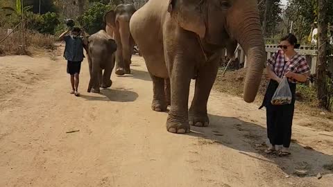 Elefante amistoso con visitantes en la India