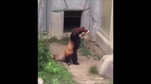 Cutest Red Panda - CUTEST Compilation