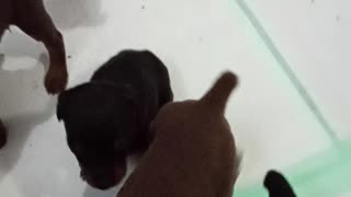 Puppies Enjoying Mush