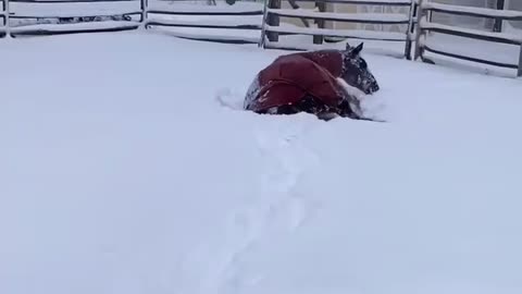 Mare horse loves the snow