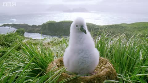Fluffy Chicks are Blown From Their Nests in Antarctic Storms | Seven Worlds, One Planet | BBC Earth