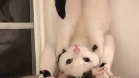 Flexivel kitten