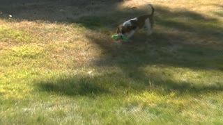 Buster vs. April Tug O' War!