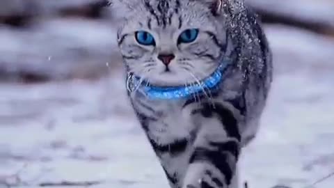 Cat video - Awesome cat video - cute cat video