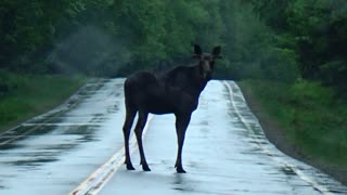 Bull Moose