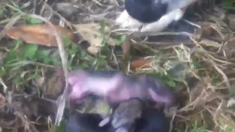 Caring pup thinks newborn bunnies are her babies