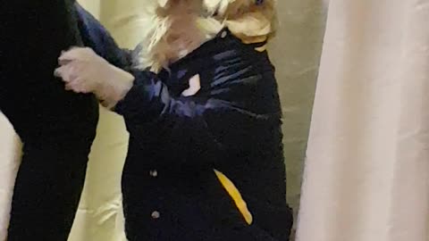 Brown dog wearing blue jacket begging for food