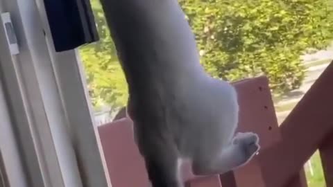 aww cute cat | cute and funny cat | spider cat 🤣🤣